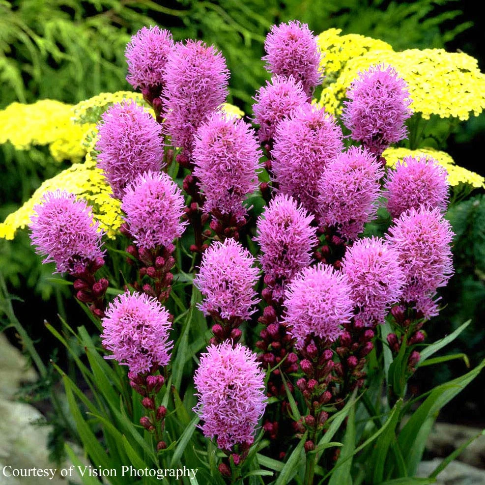 Liatris Spicata 'Original Kobold' Gayfeather 3 Liatris Spicata 'Original Kobold' Gayfeather