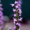 Liatris Microcephala Dwarf Blazing Star 2 Liatris Microcephala Dwarf Blazing Star -Rare Roots Liatris microcephala Dwarf Blazing Star DavidJStang