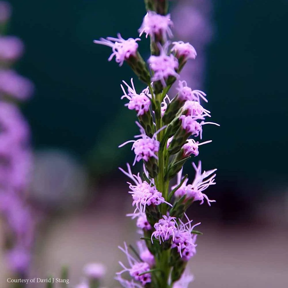 Liatris Microcephala Dwarf Blazing Star 3 Liatris Microcephala Dwarf Blazing Star