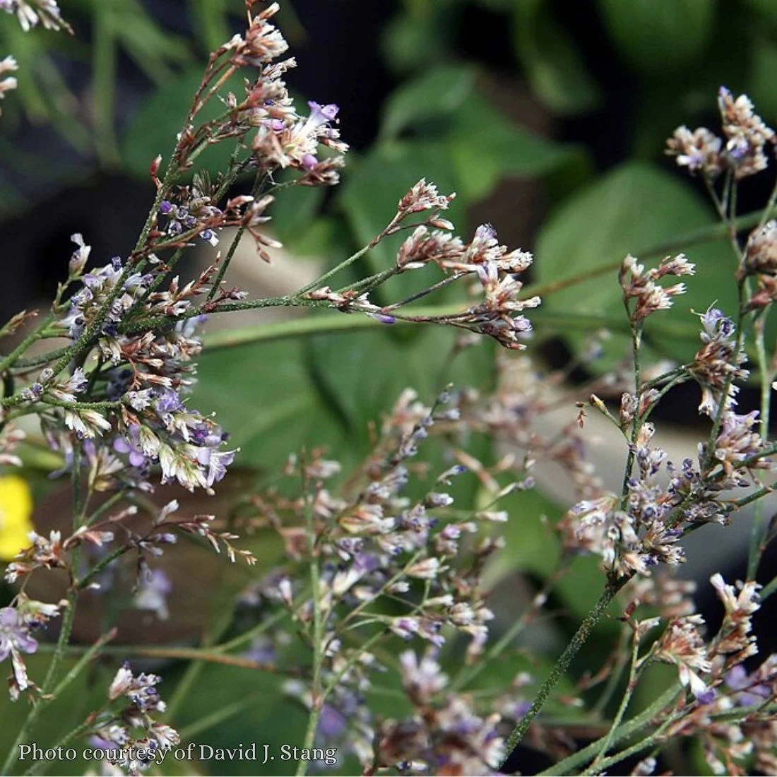 Limonium Latifolium 'Sea Lavender' 4 Limonium Latifolium 'Sea Lavender' - Image 2