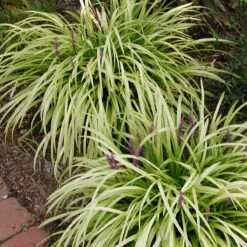 Liriope Pee Dee Ingot Monkey Grass -Rare Roots Liriope Pee Dee Ingot Monkey Grass