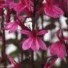 Lobelia 'Starship Rose' Cardinal Flower -Rare Roots Lobelia Starship Rose Cardinal Flower