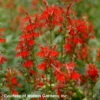 Lobelia Cardinalis Cardinal Flower -Rare Roots Lobelia cardinalis 0000 high res.jpg WALTERS