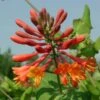 Lonicera X Brownii 'Dropmore Scarlet' Honeysuckle -Rare Roots Lonicera Dropmore Scarlet