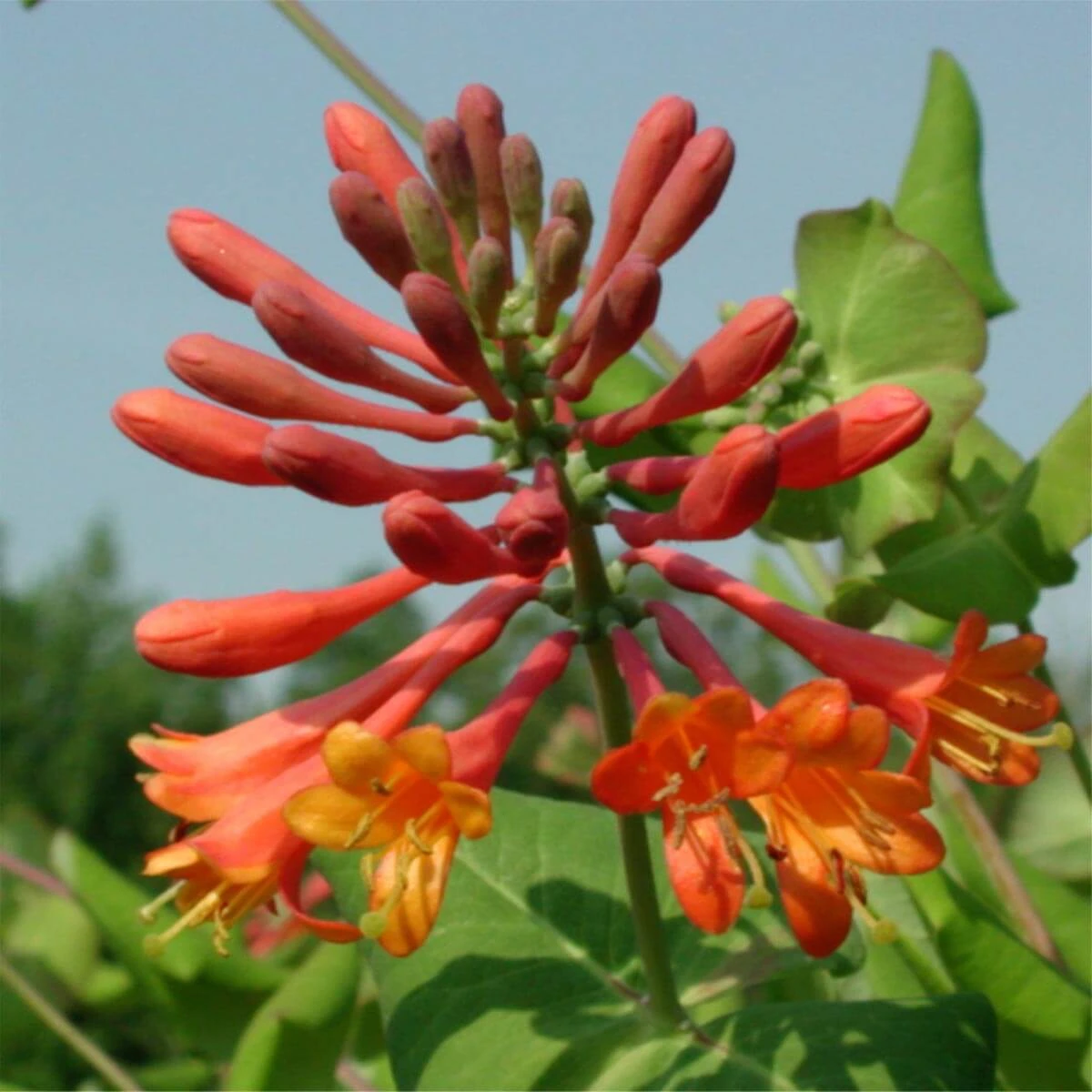 Lonicera X Brownii 'Dropmore Scarlet' Honeysuckle 3 Lonicera X Brownii 'Dropmore Scarlet' Honeysuckle