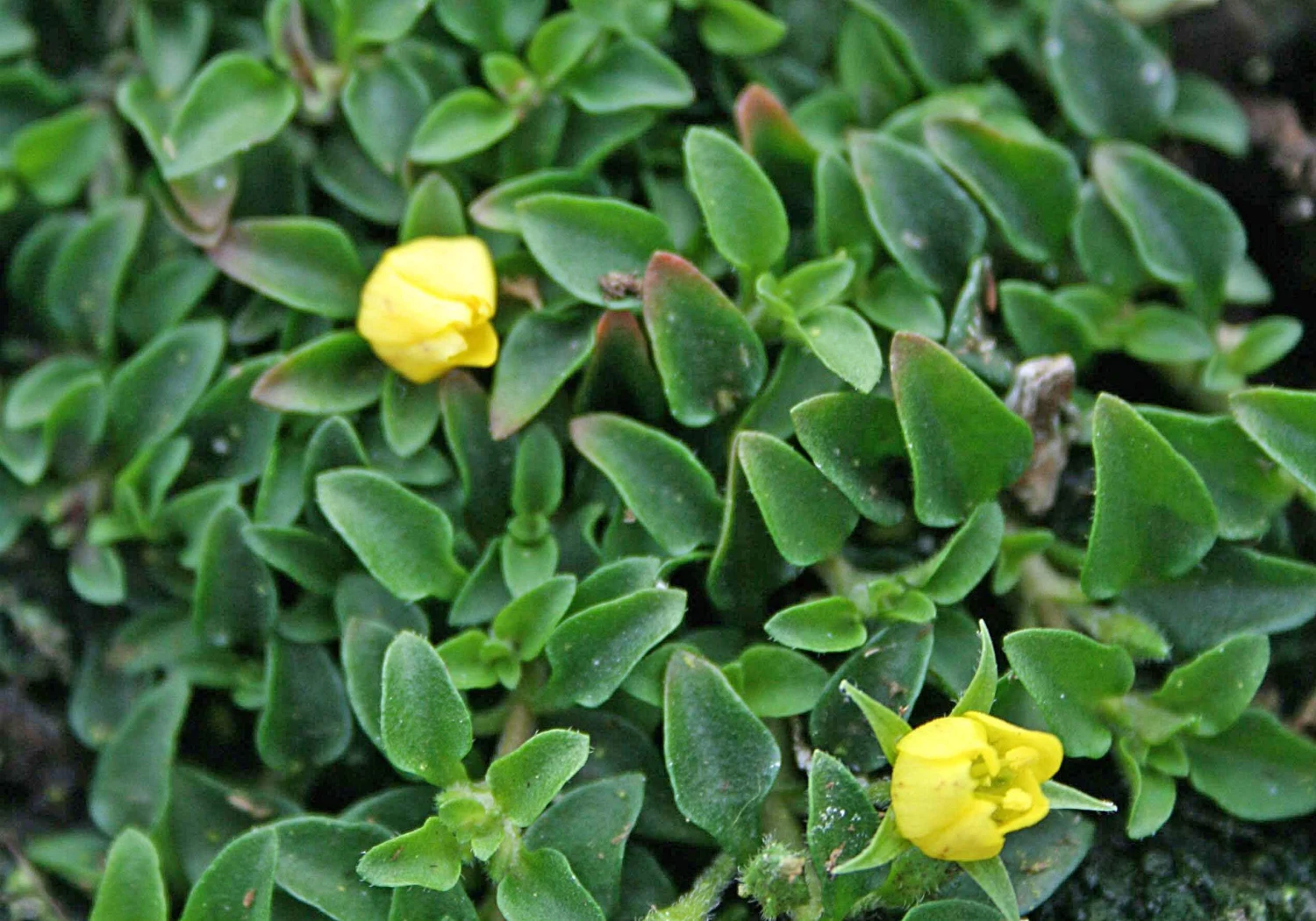 Lysimachia 'Minutissima' Miniature Moneywort 4 Lysimachia 'Minutissima' Miniature Moneywort - Image 2