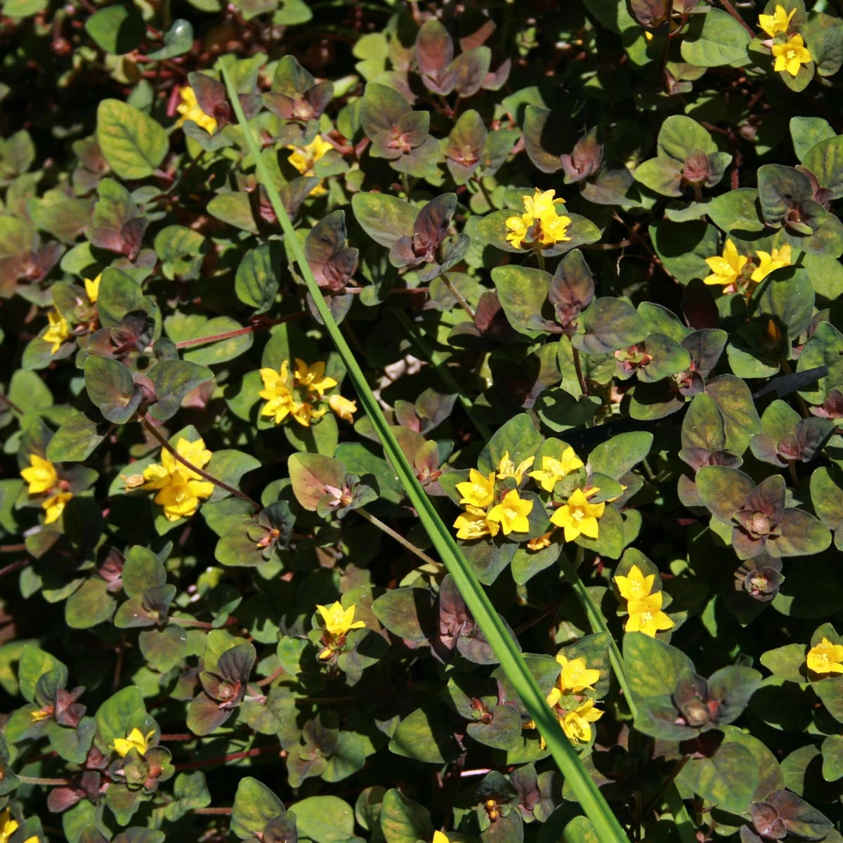 Lysimachia 'Persian Chocolate' Moneywort 3 Lysimachia 'Persian Chocolate' Moneywort