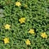 Lysimachia 'Minutissima' Miniature Moneywort -Rare Roots Lysimachia minutissima miniature moneywort