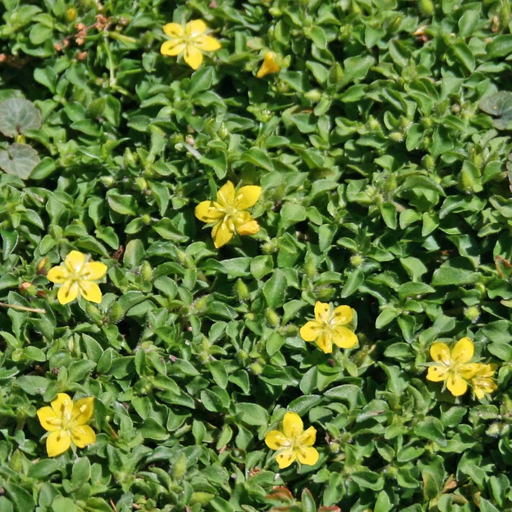 Lysimachia 'Minutissima' Miniature Moneywort 3 Lysimachia 'Minutissima' Miniature Moneywort