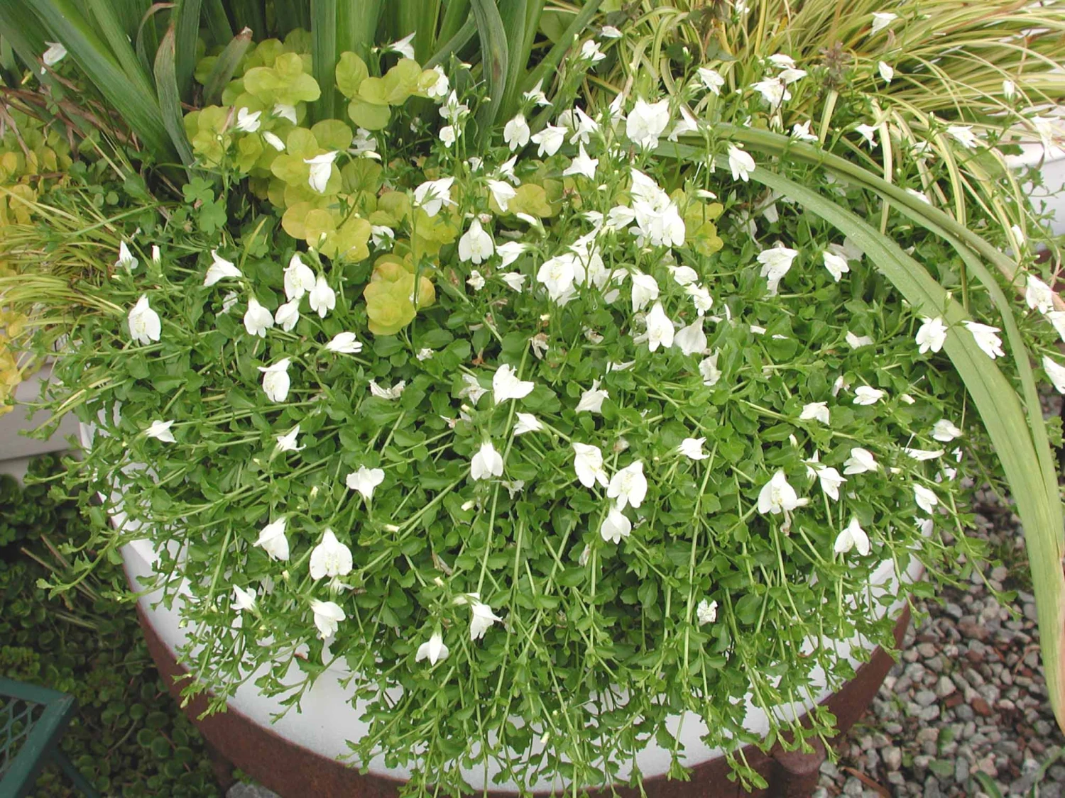 Mazus Reptans 'Alba' Creeping White Mazus 4 Mazus Reptans 'Alba' Creeping White Mazus - Image 2