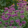 Monarda 'Purple Rooster' Bee Balm -Rare Roots MND PurpleRoosterWG