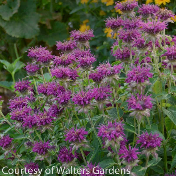 Monarda 'Purple Rooster' Bee Balm 3 Monarda 'Purple Rooster' Bee Balm