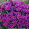 Monarda Didyma 'Grape Gumball' Bee Balm 1 Monarda Didyma 'Grape Gumball' Bee Balm -Rare Roots MONARDA GRAPE GUMBALL 1