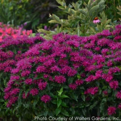Monarda Didyma 'Grape Gumball' Bee Balm 11 Monarda Didyma 'Grape Gumball' Bee Balm -Rare Roots MONARDA GRAPE GUMBALL 5