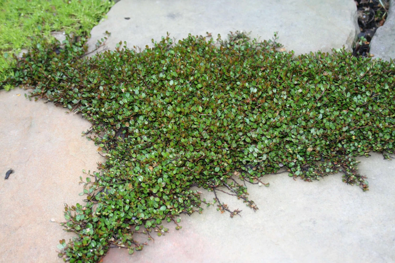 Muehlenbeckia Axillaris 'Nana' Creeping Wire Vine 4 Muehlenbeckia Axillaris 'Nana' Creeping Wire Vine - Image 2