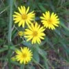 Chrysopsis Mariana Maryland Golden-Aster -Rare Roots Maryland Golden Aster Chrysopsis mariana