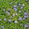 Mazus Reptans Creeping Blue Mazus 1 Mazus Reptans Creeping Blue Mazus -Rare Roots Mazus reptans