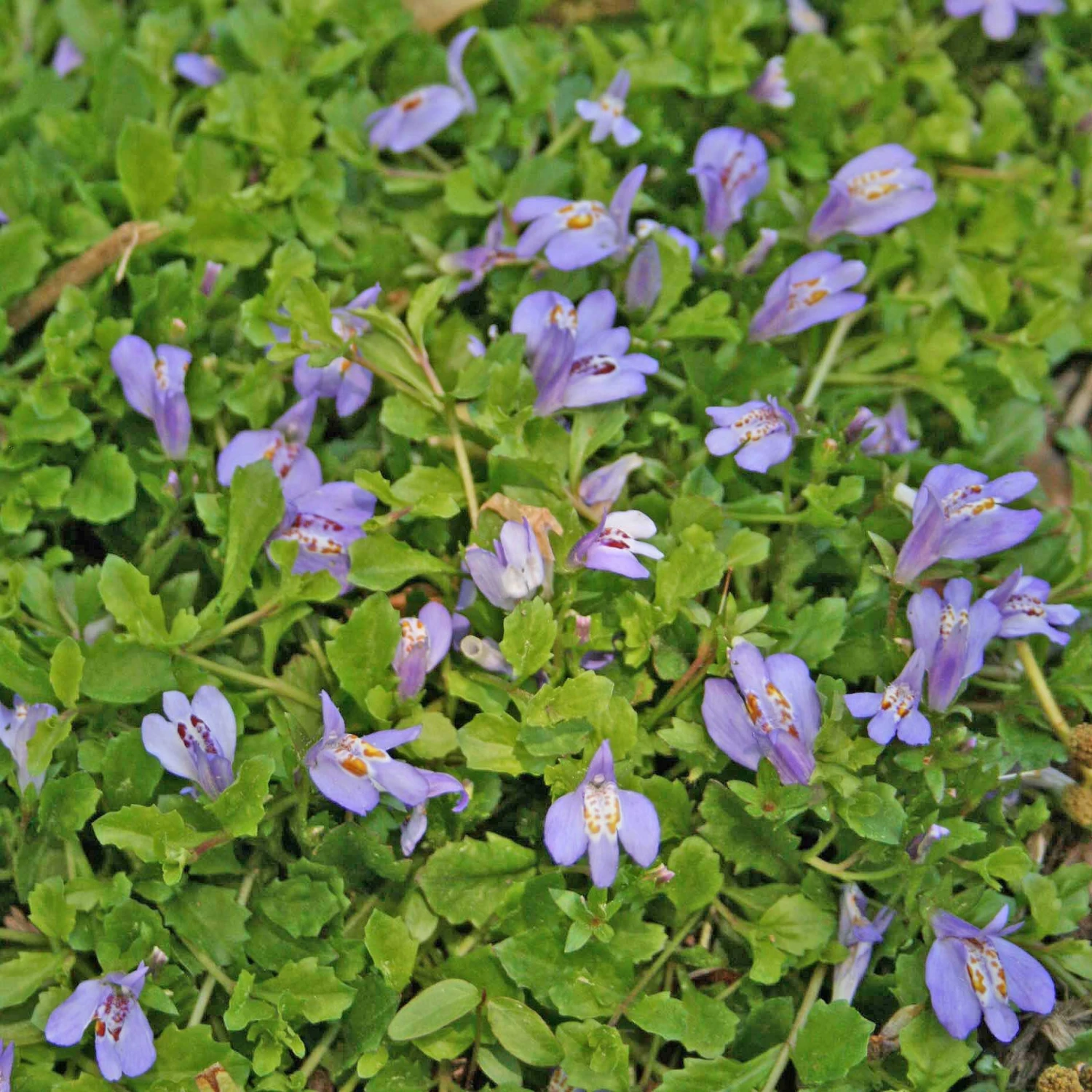 Mazus Reptans Creeping Blue Mazus 3 Mazus Reptans Creeping Blue Mazus