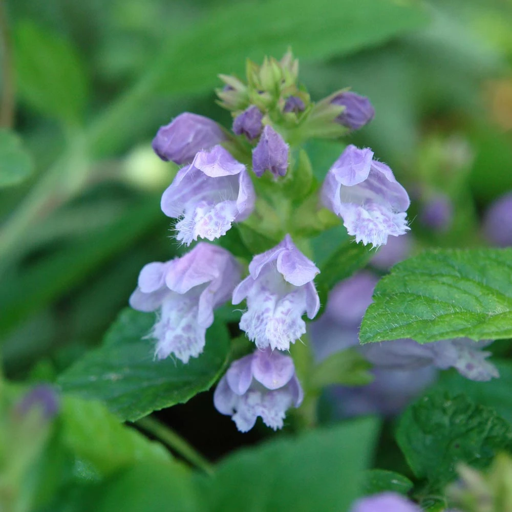 Meehania Cordata Meehan's Mint 3 Meehania Cordata Meehan's Mint