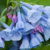Mertensia Virginica Virginia Bluebells 2 Mertensia Virginica Virginia Bluebells -Rare Roots Mertensia virginica Virginia Bluebells