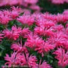Monarda 'Electric Neon Pink' Bee Balm -Rare Roots Monarda Electric Neon Pink