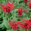 Monarda 'Jacob Cline' Bee Balm 1 Monarda 'Jacob Cline' Bee Balm -Rare Roots Monarda Jacob Cline Bee Balm