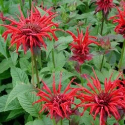 Monarda 'Jacob Cline' Bee Balm
