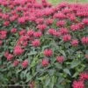 Monarda 'Red Velvet' Bee Balm -Rare Roots Monarda Red Velvet Bee Balm