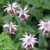 Monarda Bradburiana Bee Balm -Rare Roots Monarda bradburiana Bee Balm