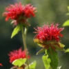 Monarda Didyma Bee Balm 1 Monarda Didyma Bee Balm -Rare Roots Monarda didyma Bee Balm