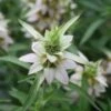 Monarda Punctata Spotted Bee Balm 2 Monarda Punctata Spotted Bee Balm -Rare Roots Monarda punctata spotted bee blam beeblam