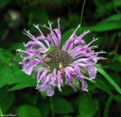 Monarda Fistulosa Wild Bergamot