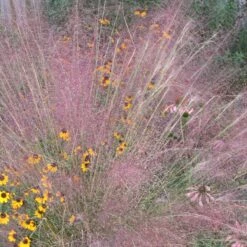 Muhlenbergia Capillaris Muhly Grass