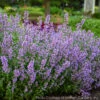 Nepeta 'Cat's Meow' Catmint -Rare Roots NEPETA CATS MEOW 1