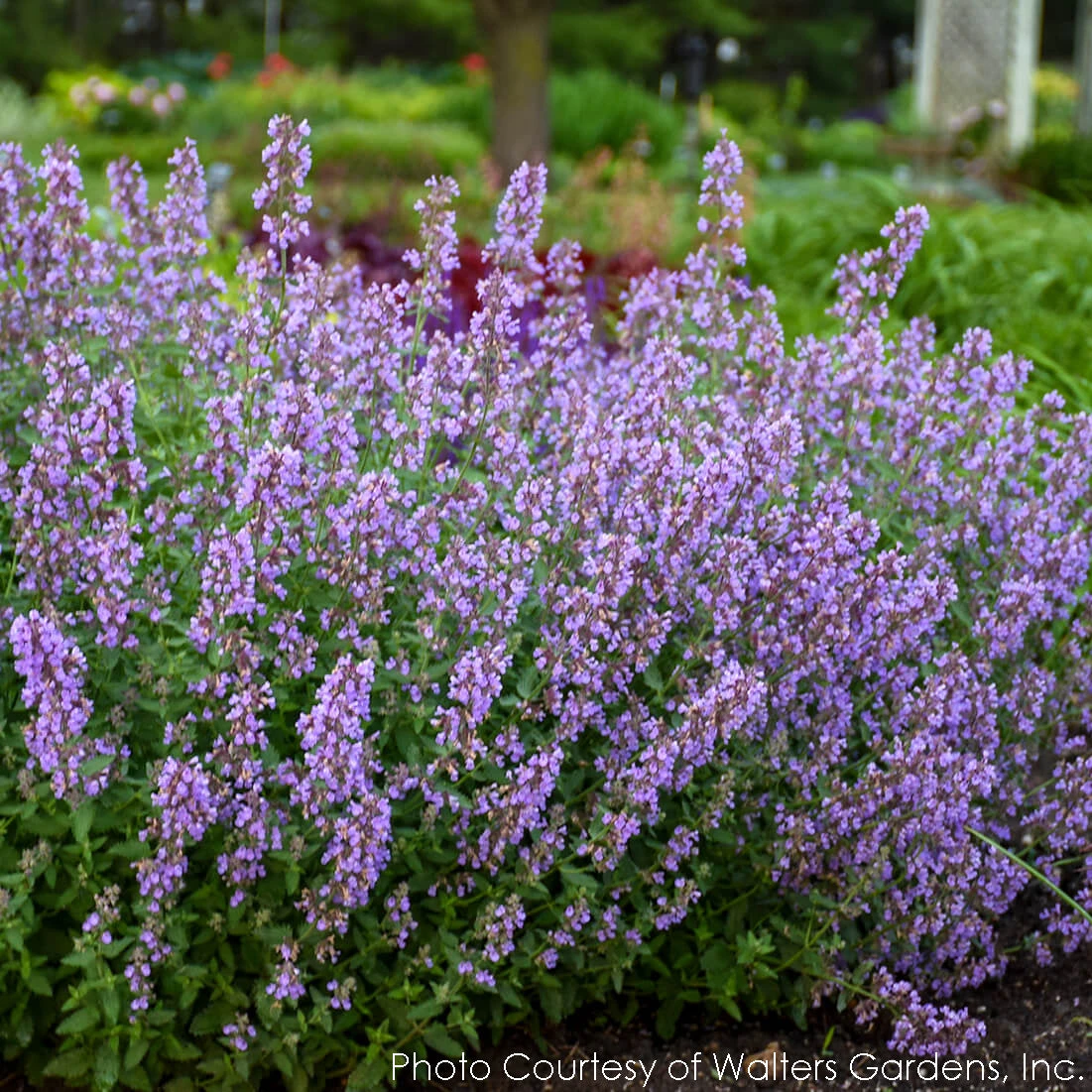 Nepeta 'Cat's Meow' Catmint 3 Nepeta 'Cat's Meow' Catmint