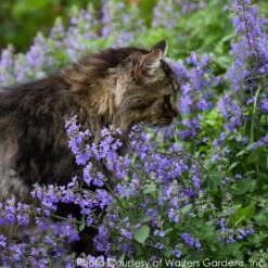 Nepeta 'Cat's Meow' Catmint 9 Nepeta 'Cat's Meow' Catmint -Rare Roots NEPETA CATS MEOW 3