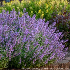 Nepeta 'Cat's Meow' Catmint 10 Nepeta 'Cat's Meow' Catmint -Rare Roots NEPETA CATS MEOW 4