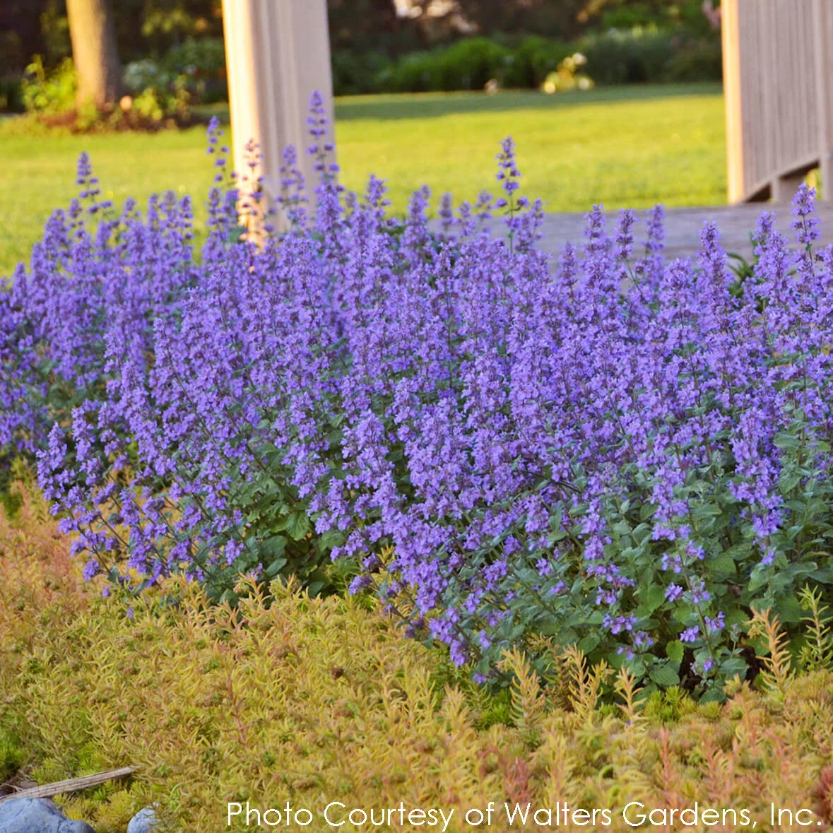 Nepeta 'Cat's Meow' Catmint 7 Nepeta 'Cat's Meow' Catmint - Image 5