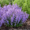 Nepeta 'Cat's Pajamas' Catmint 1 Nepeta 'Cat's Pajamas' Catmint -Rare Roots NEPETA CATS PAJAMAS 2