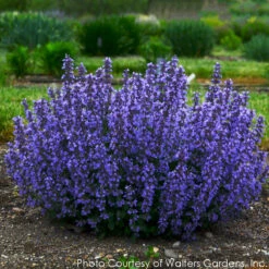 Nepeta 'Cat's Pajamas' Catmint 8 Nepeta 'Cat's Pajamas' Catmint -Rare Roots NEPETA CATS PAJAMAS 3