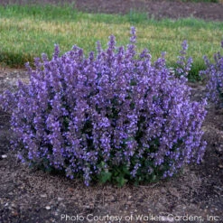 Nepeta 'Cat's Pajamas' Catmint 9 Nepeta 'Cat's Pajamas' Catmint -Rare Roots NEPETA CATS PAJAMAS 4
