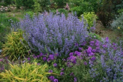 Nepeta Faassenii 'Walker's Low' Catmint 7 Nepeta Faassenii 'Walker's Low' Catmint -Rare Roots NPT Walkers Low in yard EZ