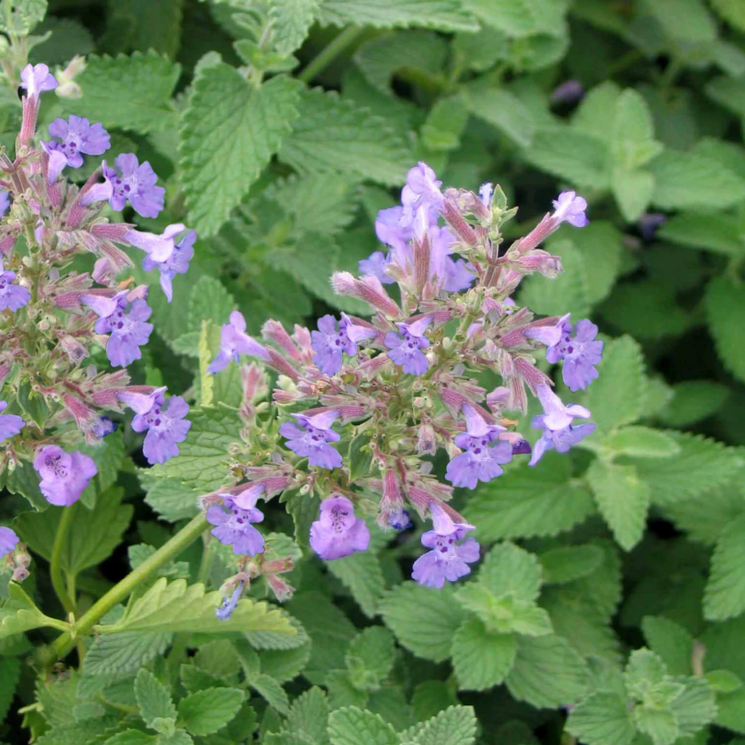Nepeta Faassenii 'Walker's Low' Catmint 4 Nepeta Faassenii 'Walker's Low' Catmint - Image 2