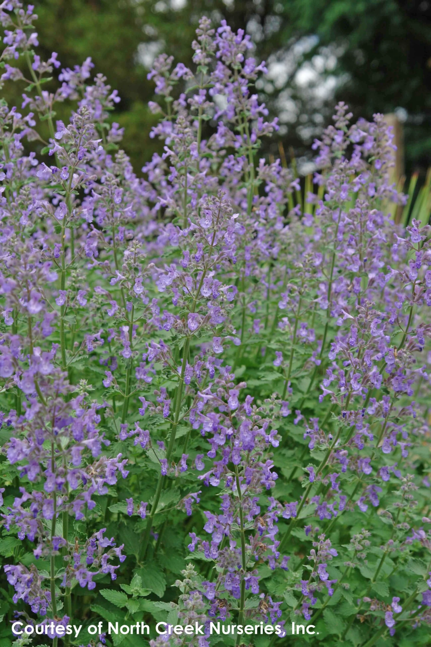 Nepeta Faassenii 'Junior Walker' Catmint 3 Nepeta Faassenii 'Junior Walker' Catmint