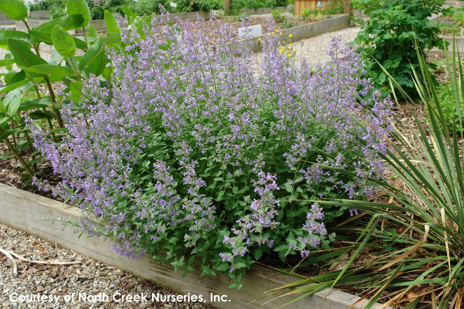 Nepeta Faassenii 'Junior Walker' Catmint 4 Nepeta Faassenii 'Junior Walker' Catmint - Image 2