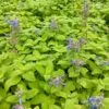 Nepeta 'Chartreuse On The Loose' Catmint -Rare Roots Nepeta Chartreuse on the Loose Catmint