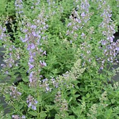 Nepeta Faassenii 'Junior Walker' Catmint 7 Nepeta Faassenii 'Junior Walker' Catmint -Rare Roots Nepeta Junior Walker Catmint