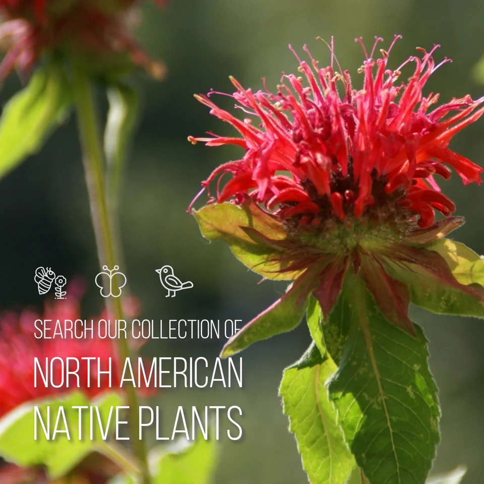 Rare Roots -Rare Roots North American Native Plants Banner Mobile