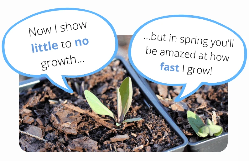 Trillium 'Spring Surprise Mix' Wake Robin 4 Trillium 'Spring Surprise Mix' Wake Robin - Image 2