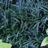 Ophiopogon Japonicus 'Nana' Dwarf Mondo Grass 2 Ophiopogon Japonicus 'Nana' Dwarf Mondo Grass -Rare Roots OPH Nana new EZ